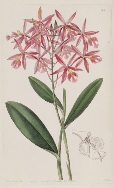 Epidendrum macrocarpum (als syn. Epidendrum schomburgkii) von Miss Drake